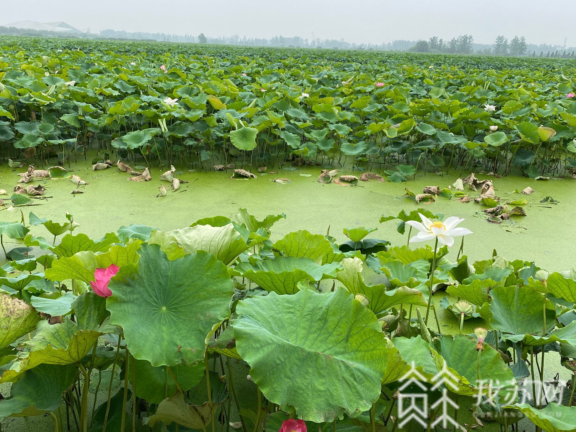 金湖：淮安金湖万亩荷花荡迎来观赏期 又是一年赏荷季