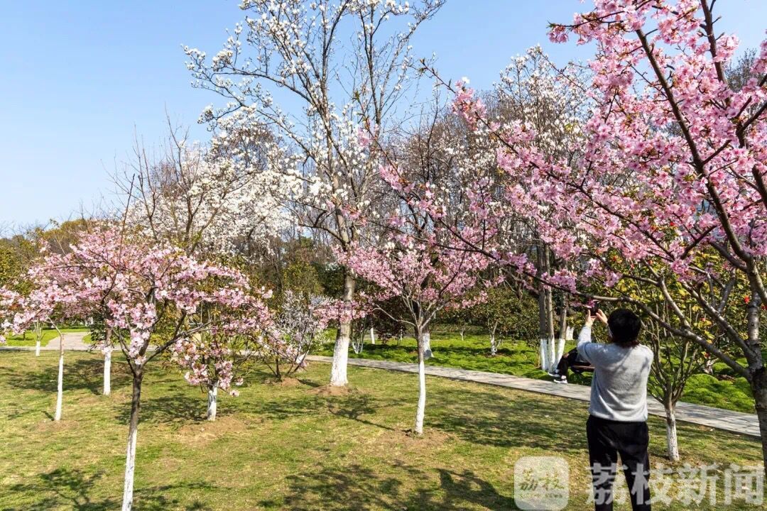 海棠@最美的南京来了 海棠、早樱陆续开放