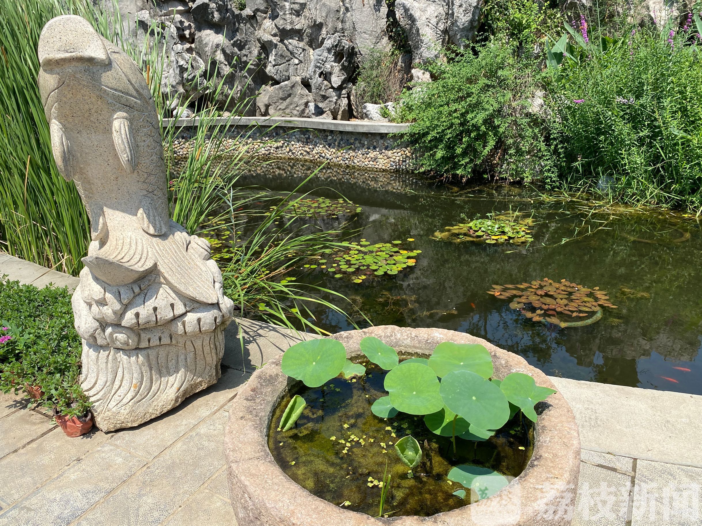 玄武湖■ 2020玄武湖荷花节开幕 又是一年赏荷季
