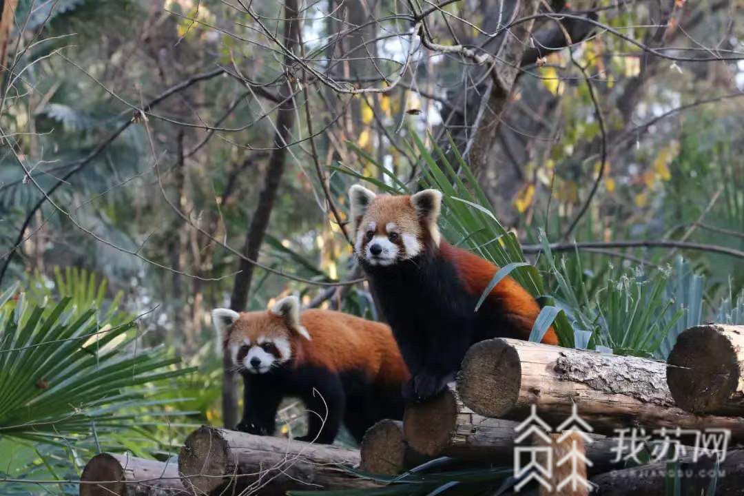 动物园■南京红山森林动物园拍了拍你！国庆来体验首届动物艺术狂欢节