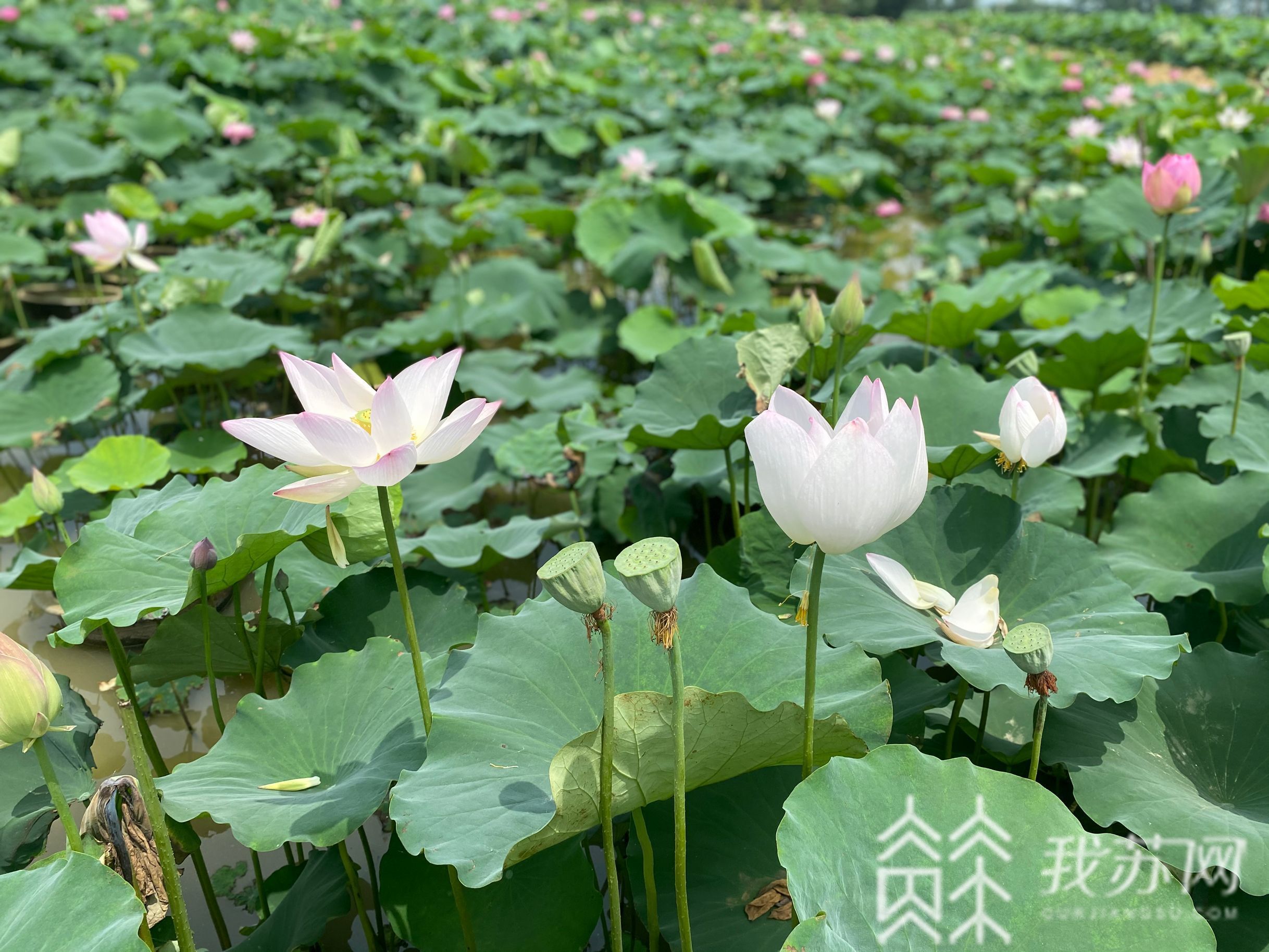 金湖：淮安金湖万亩荷花荡迎来观赏期 又是一年赏荷季