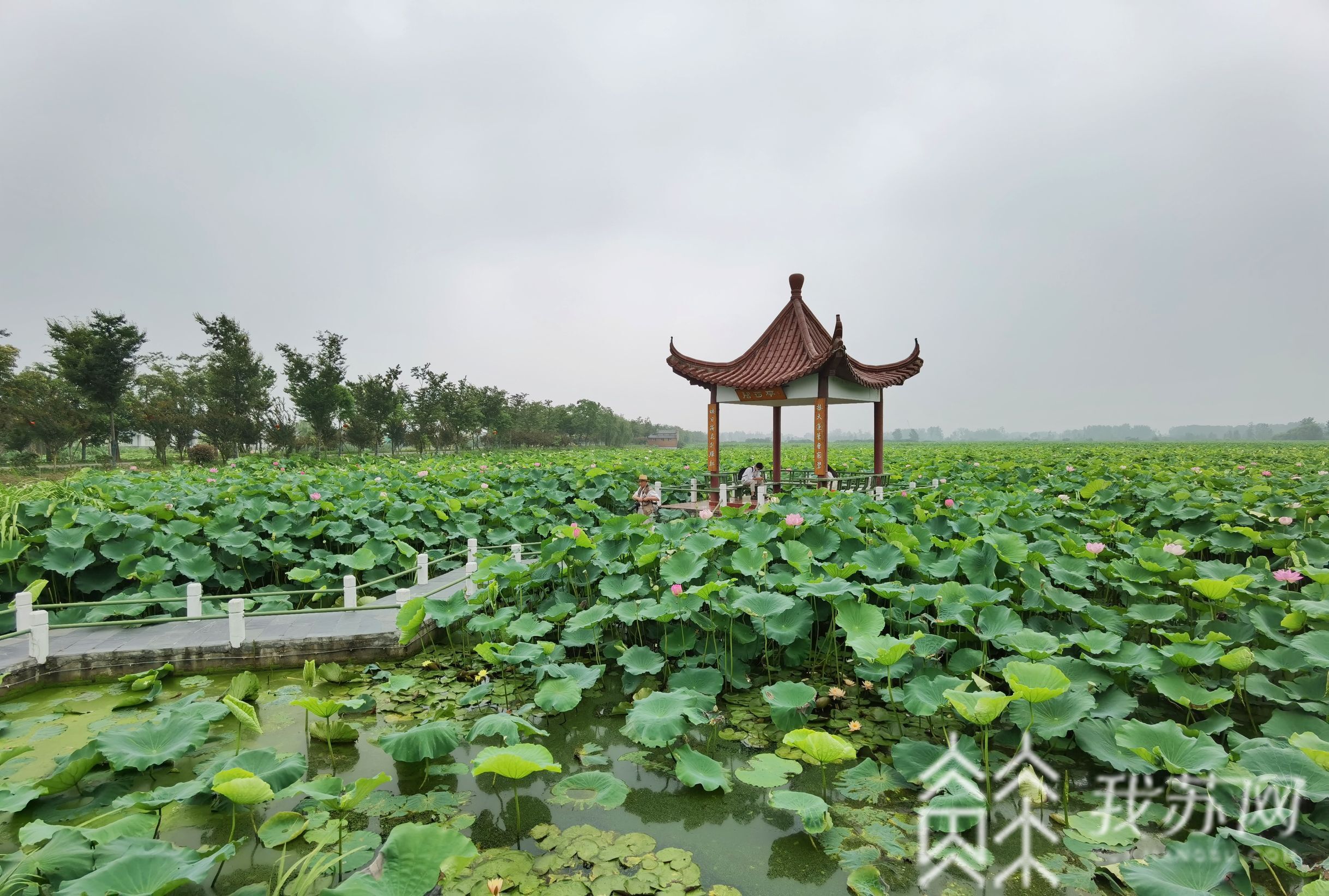 金湖：淮安金湖万亩荷花荡迎来观赏期 又是一年赏荷季