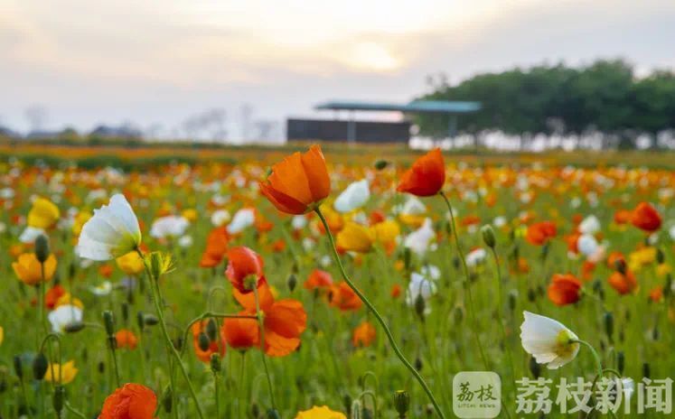 「江苏」旅游“惠民大礼包”请查收 感受“水韵江苏”之美