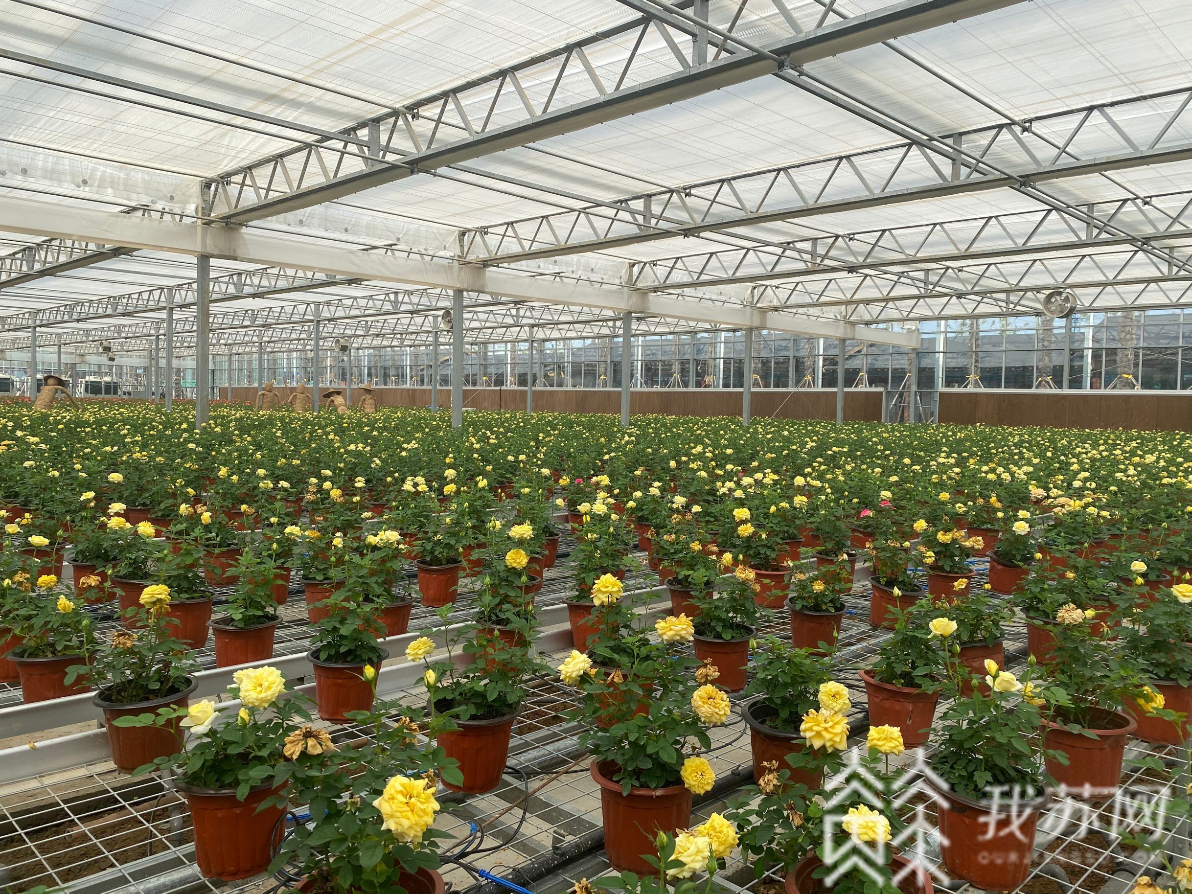 花开：南京溧水阡陌花开等你打卡! 马术表演、花车巡游、“萌宠”互动