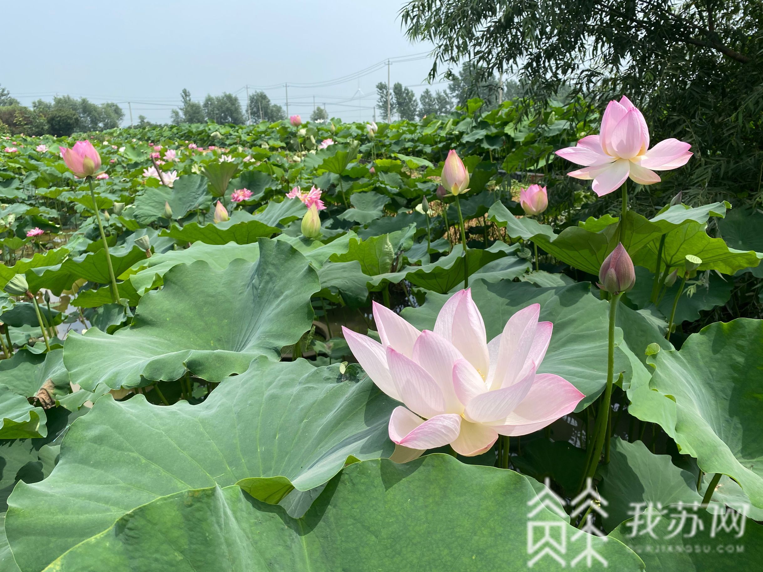 金湖：淮安金湖万亩荷花荡迎来观赏期 又是一年赏荷季