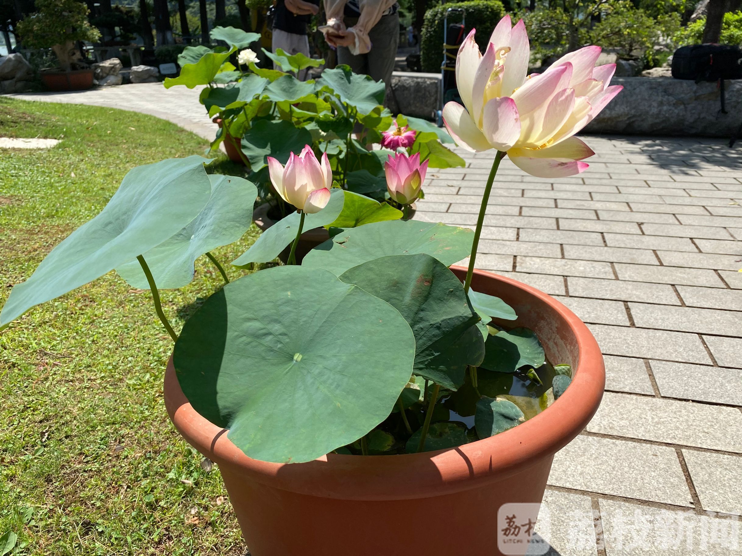 玄武湖■ 2020玄武湖荷花节开幕 又是一年赏荷季