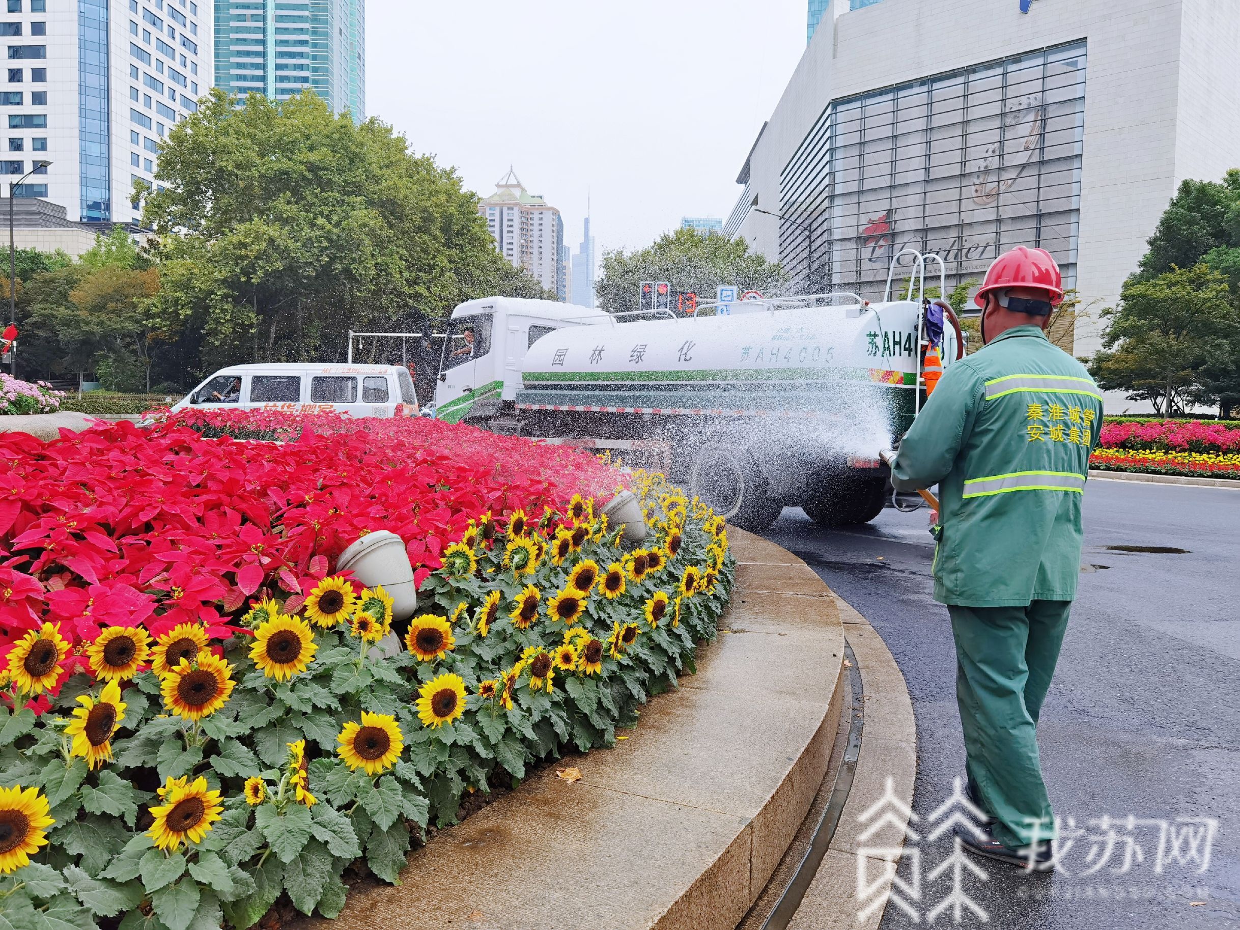 「南京」南京主城换“新装” 鲜花、绿植、灯笼纷纷登场