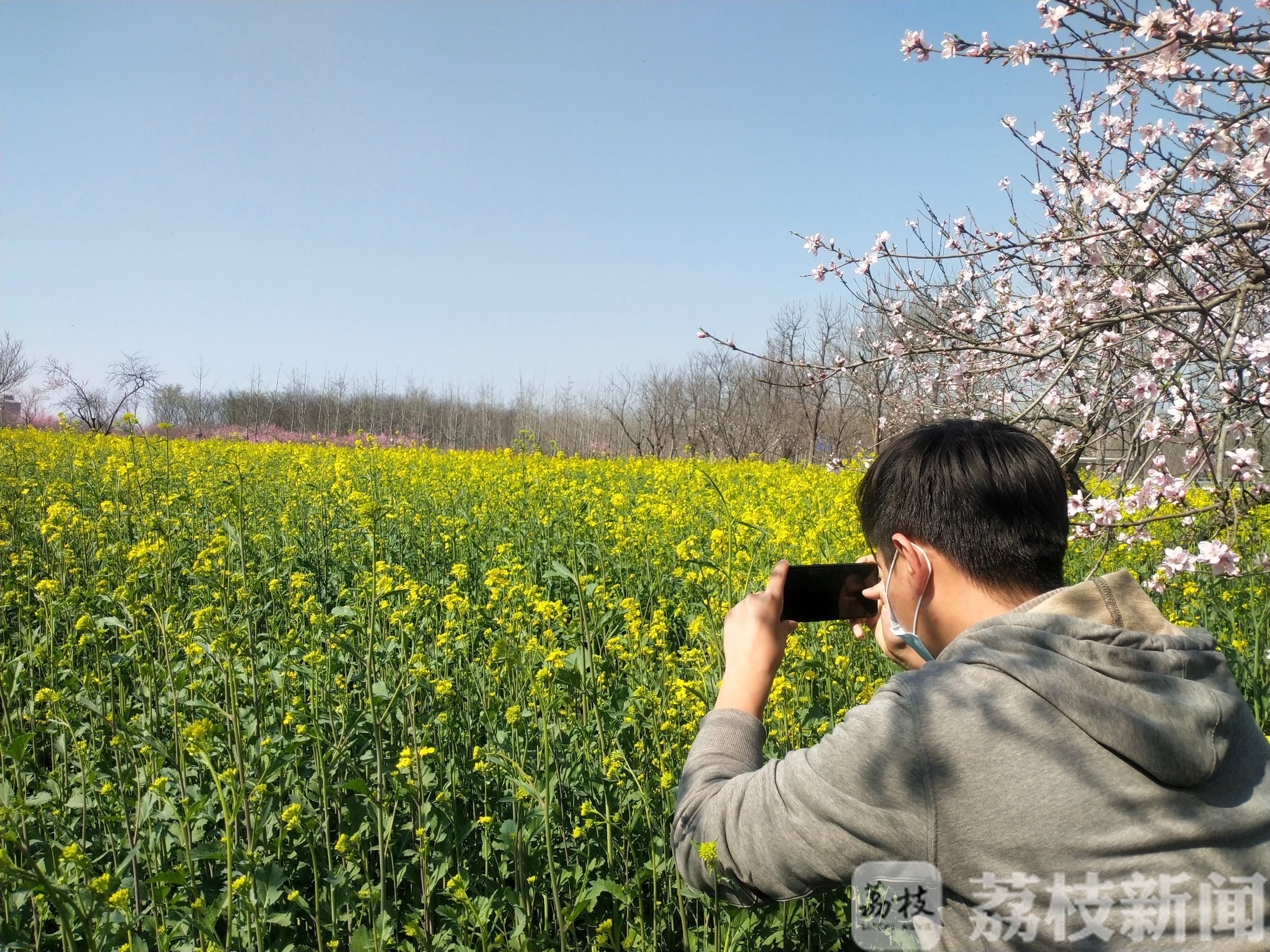 「油菜花」 江苏这些油菜花海迎来盛花期 春天的“黄金海”又来了