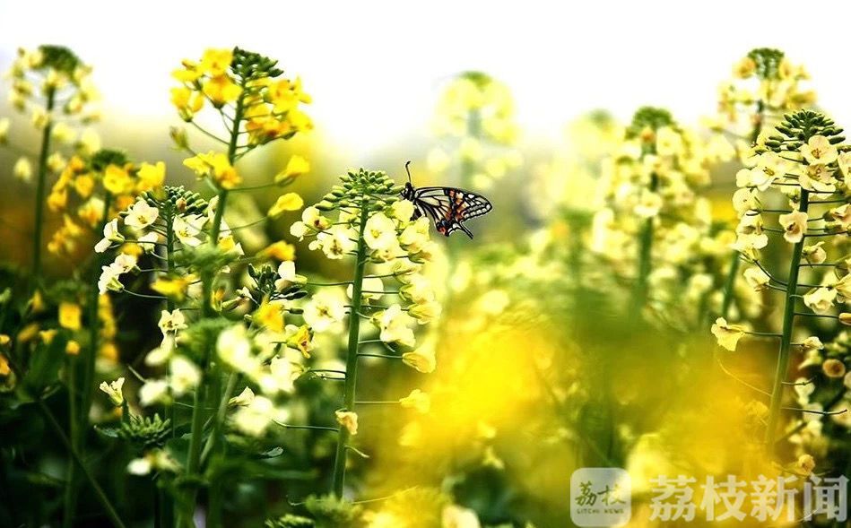 「油菜花」 江苏这些油菜花海迎来盛花期 春天的“黄金海”又来了