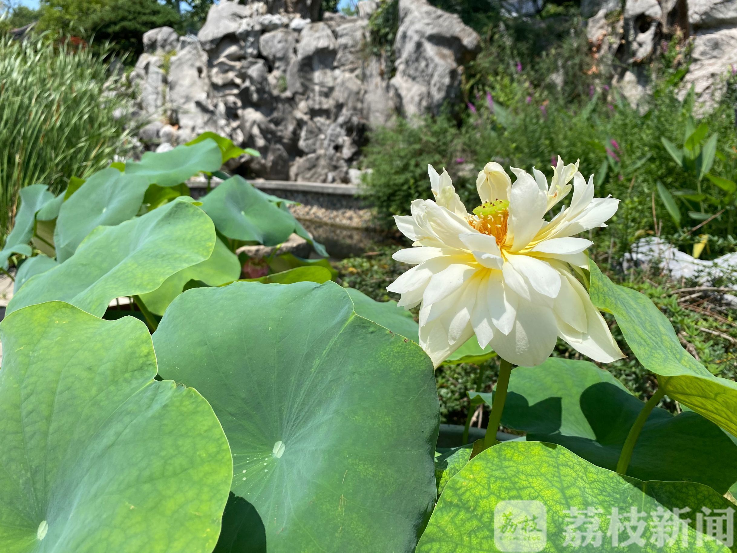 玄武湖■ 2020玄武湖荷花节开幕 又是一年赏荷季