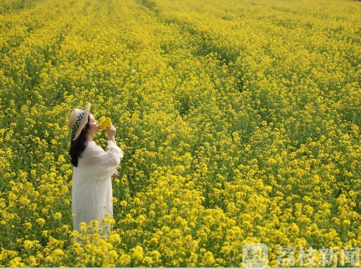 「油菜花」 江苏这些油菜花海迎来盛花期 春天的“黄金海”又来了