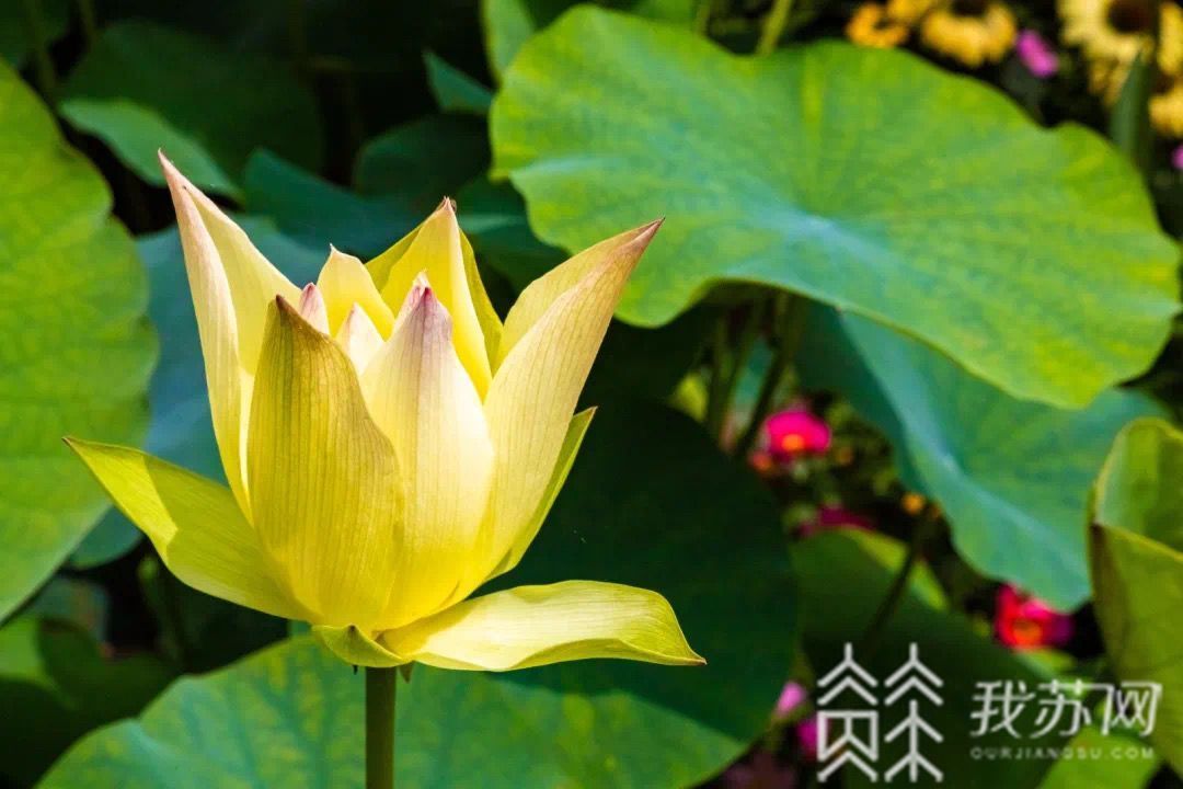 『』南京玄武湖精品荷花迎来最佳观赏期 接天莲叶无穷碧