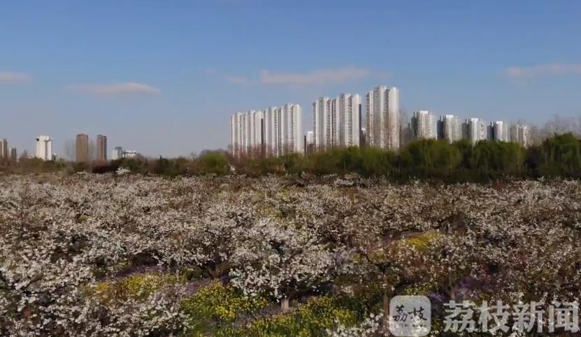 『梨花』“立体式五色花海”如梦似幻 古黄河畔千亩梨花迎风怒放