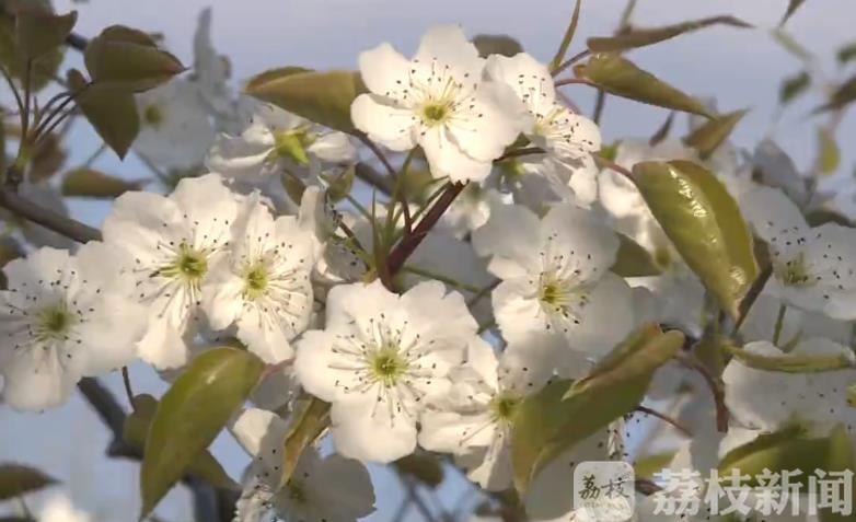 『梨花』“立体式五色花海”如梦似幻 古黄河畔千亩梨花迎风怒放
