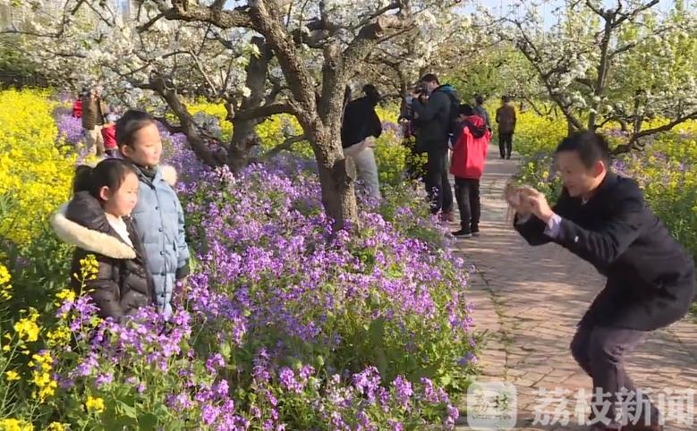 『梨花』“立体式五色花海”如梦似幻 古黄河畔千亩梨花迎风怒放
