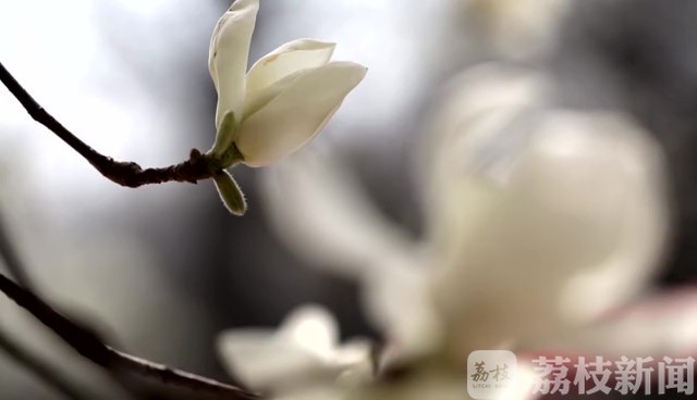 白玉兰■连云港延福观850岁的白玉兰进入盛花期