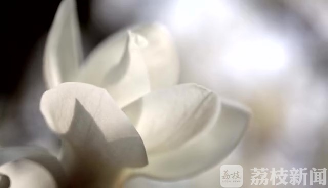 白玉兰■连云港延福观850岁的白玉兰进入盛花期