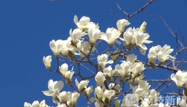 白玉兰■连云港延福观850岁的白玉兰进入盛花期
