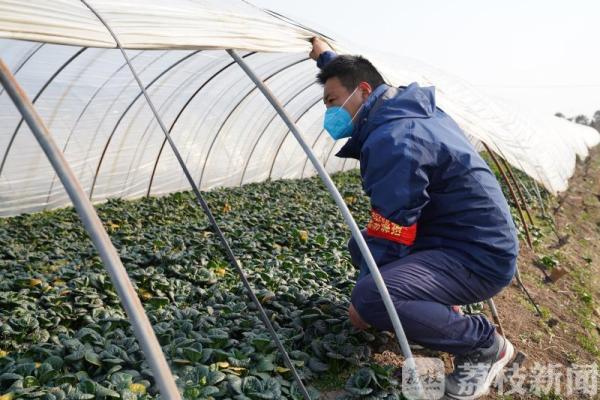 2万公斤蔬菜卖不出去，村书记带头做“微商”