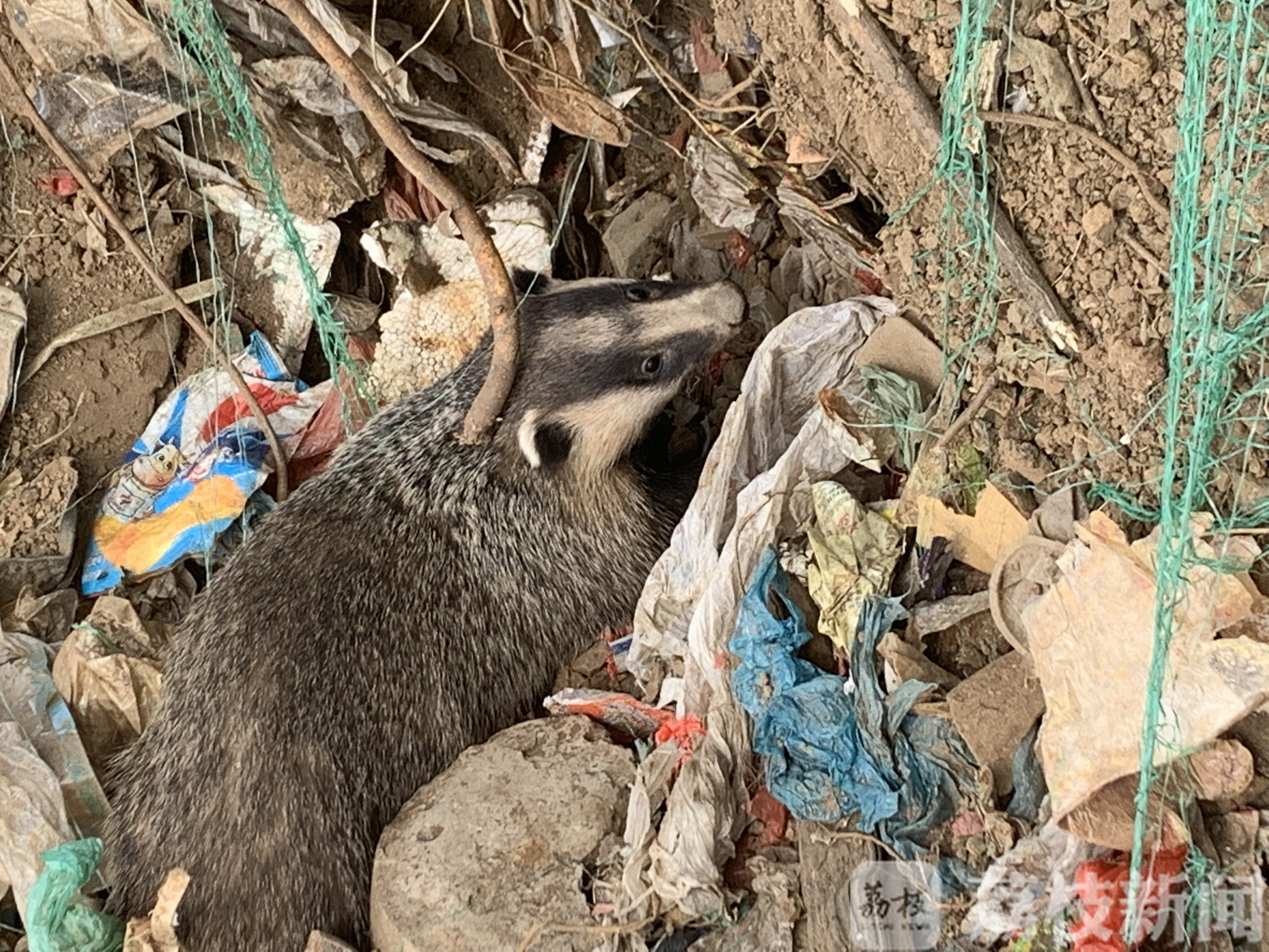 动物■工地出现“奇怪动物”：像猪又像狸