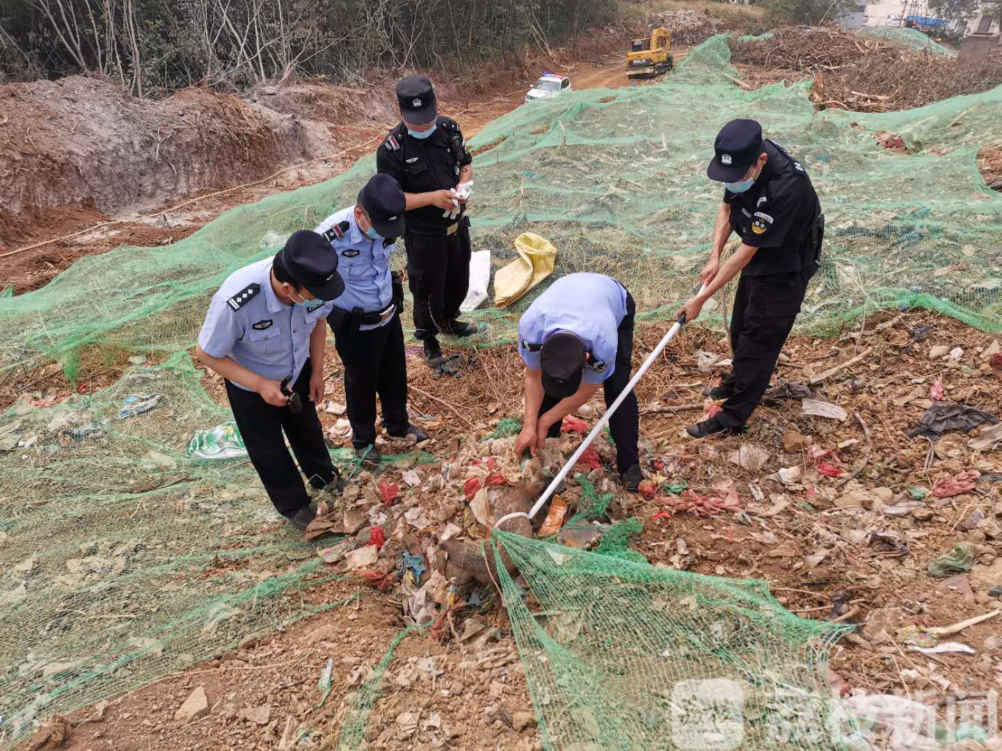 动物■工地出现“奇怪动物”：像猪又像狸