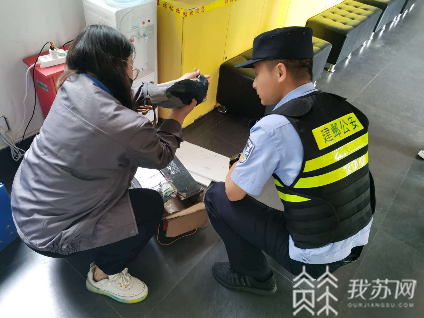 「动物」市民发现“鸟”被缚后报警 保护动物意识提高