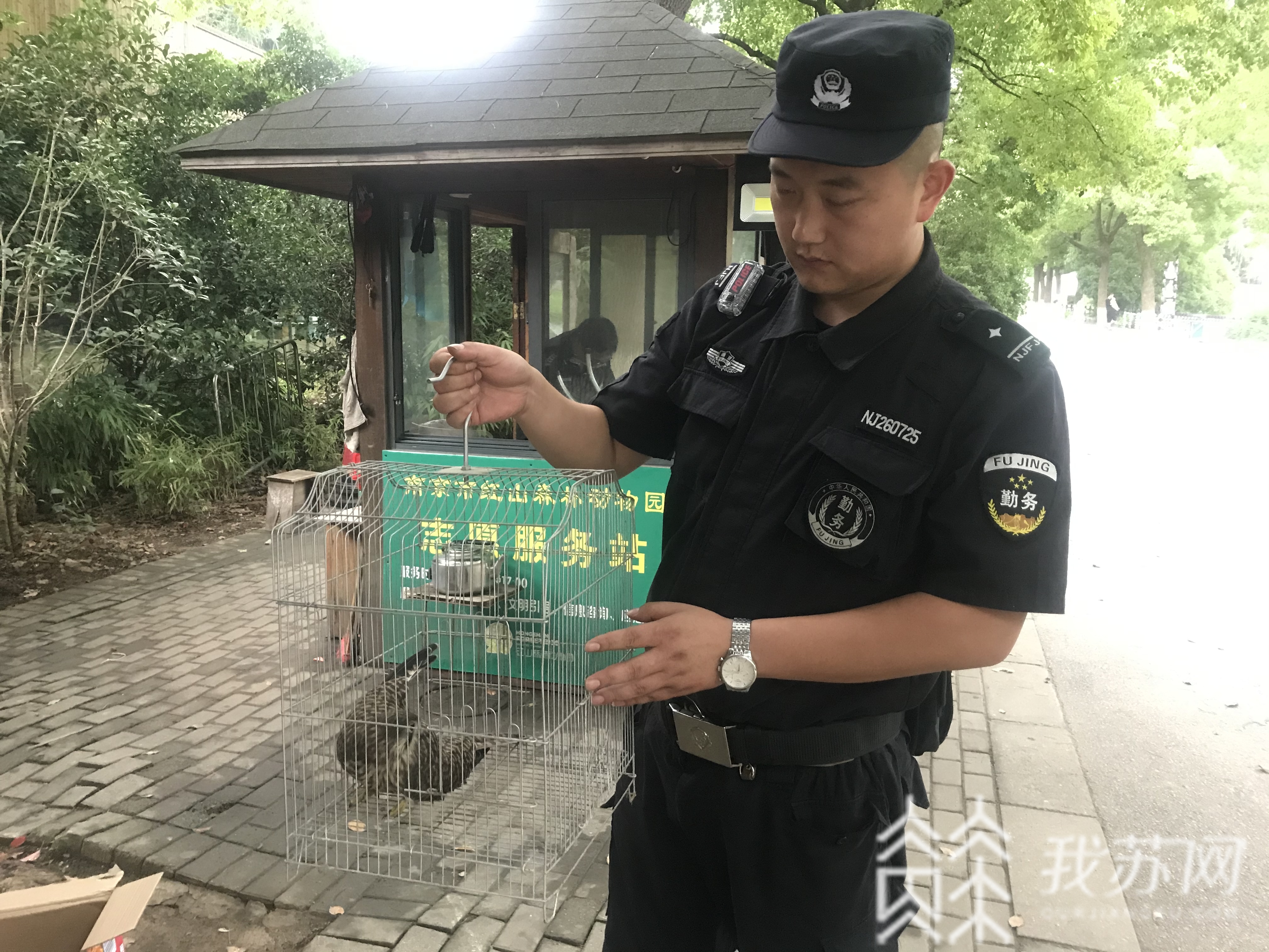 @市民：这是国家保护动物，赶紧报警 散步发现受伤鹰隼