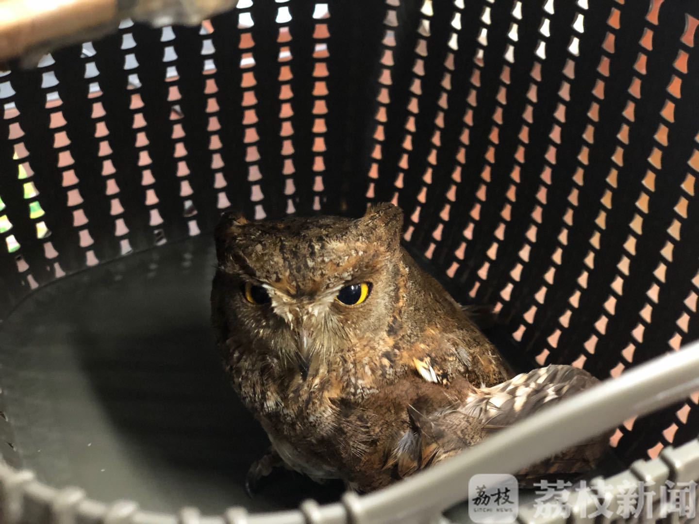 猫头鹰■又见迷路的小猫头鹰:暴雨中飞进车里萌萌眼神好无助