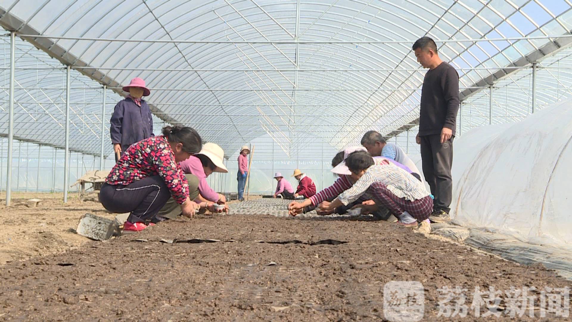 蔬菜■专家遴选、错峰育苗，“黑科技”让蔬菜种植实现效益最大化