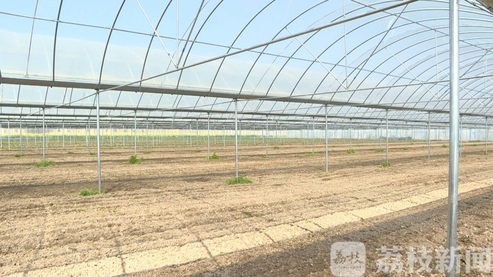 蔬菜■专家遴选、错峰育苗，“黑科技”让蔬菜种植实现效益最大化