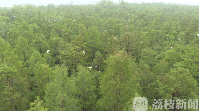 #湿地#恢复湿地生态环境 宿迁宿豫：健全动物生态链