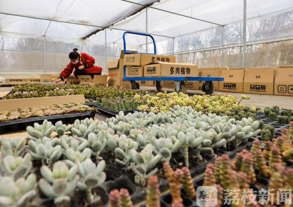 疫情期间，沭阳花木电商直播不停：买家宅在家，正好看我们直播！