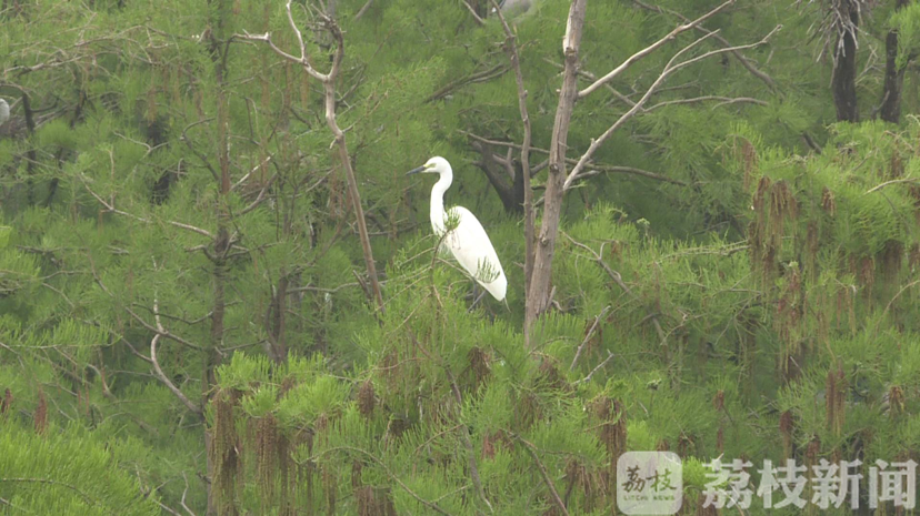 #湿地#恢复湿地生态环境 宿迁宿豫：健全动物生态链