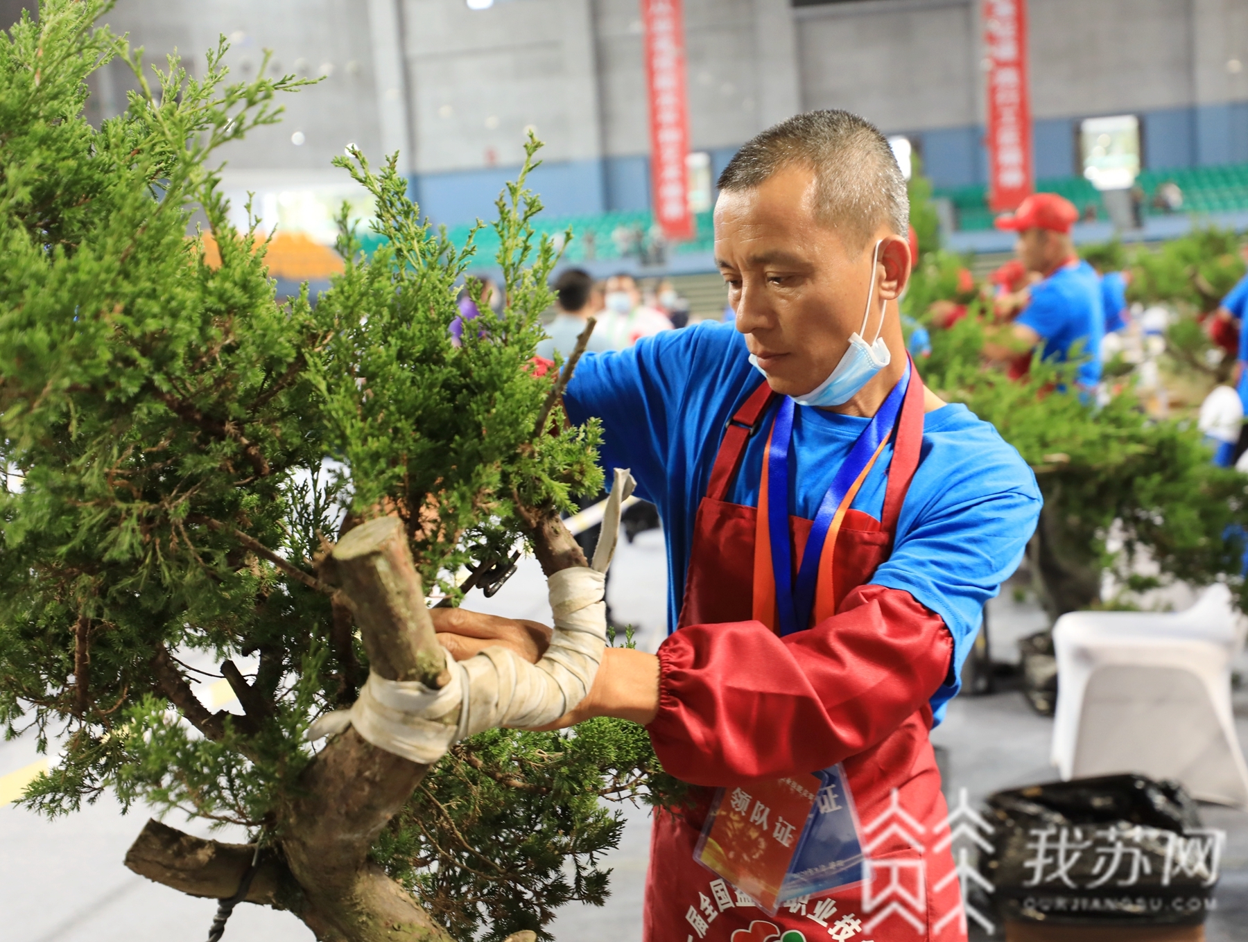 盆景■25支队伍同场竞技！首届全国盆景职业技能竞赛在沭阳开赛