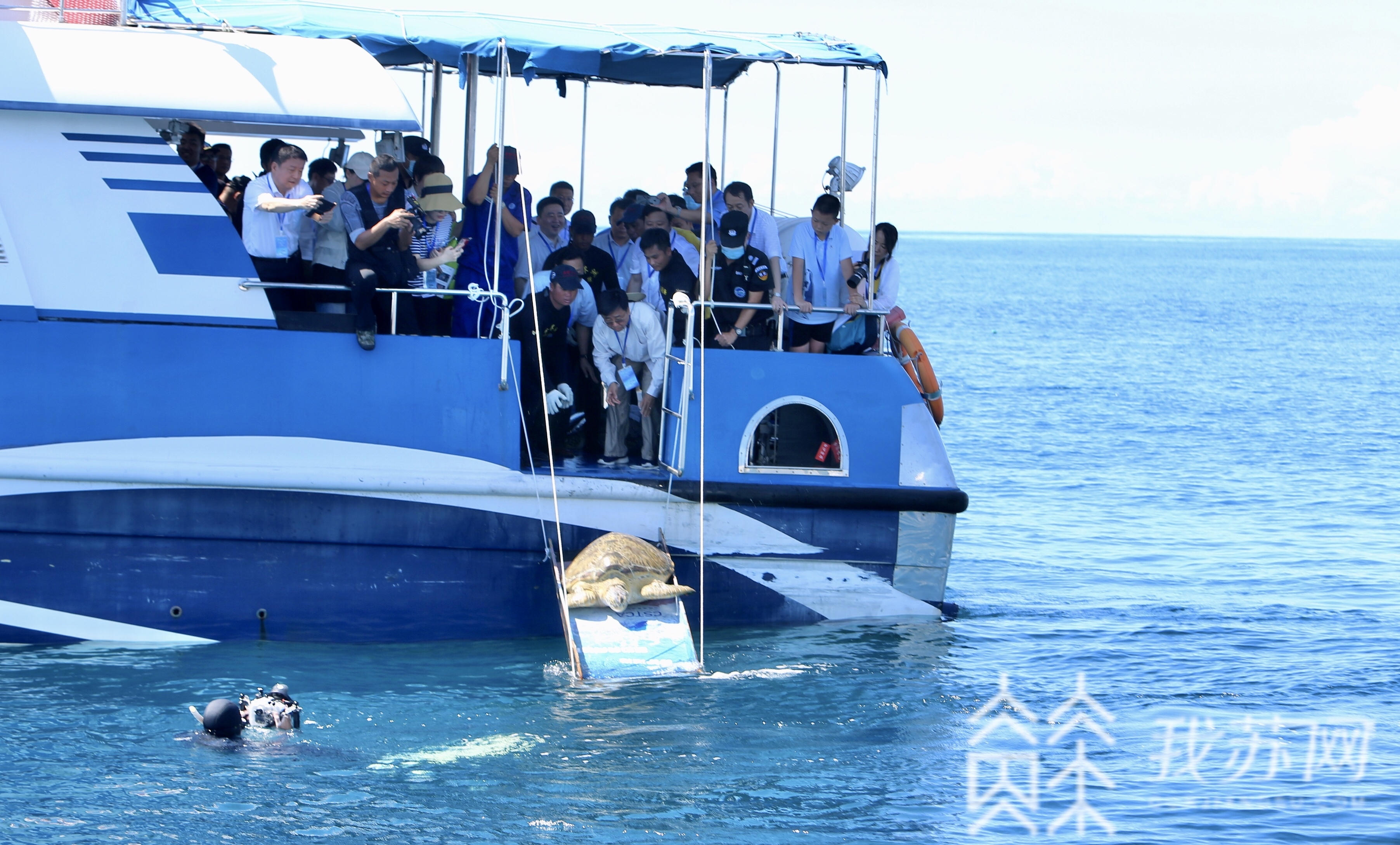 「海龟」竟是扫黑除恶牵出的大案 江苏检察赴海南分界洲岛外海放生29只海龟