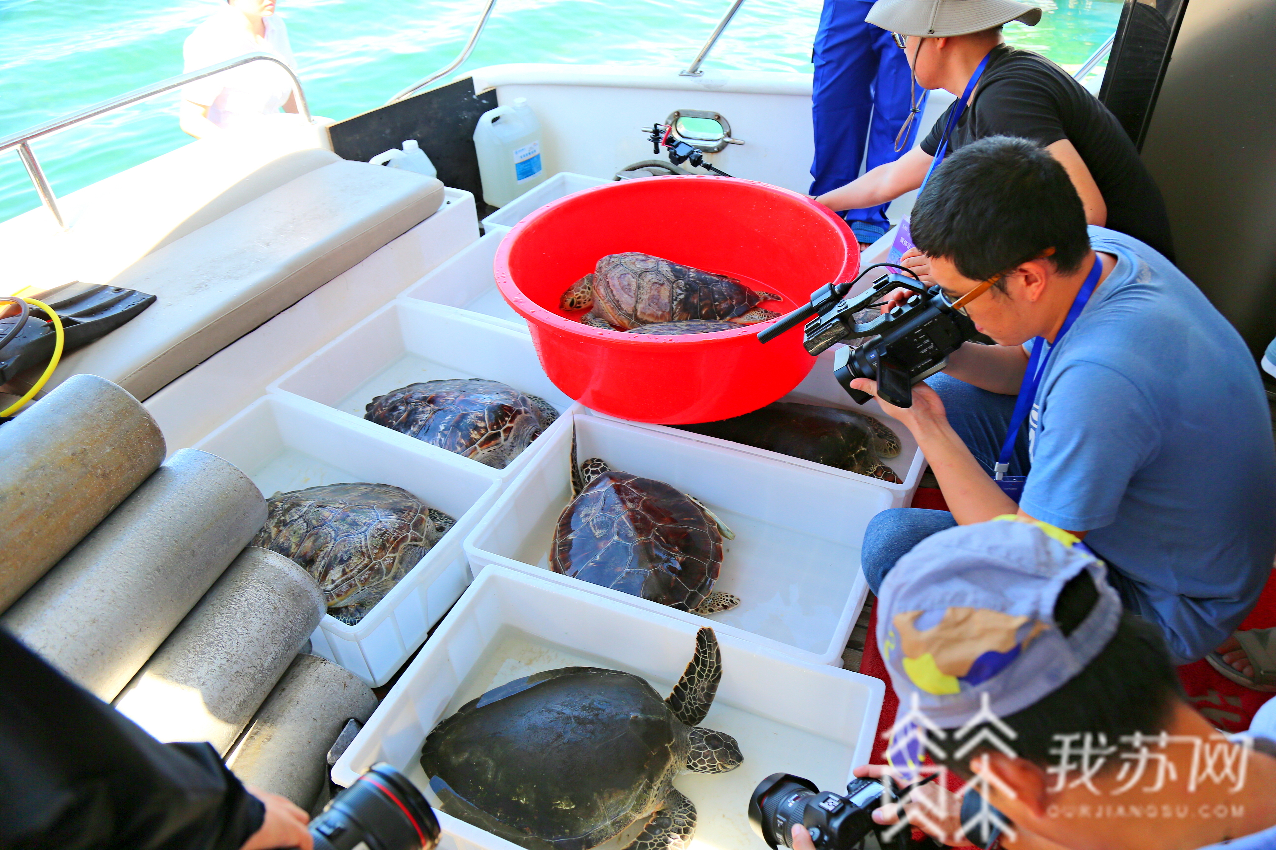 「海龟」竟是扫黑除恶牵出的大案 江苏检察赴海南分界洲岛外海放生29只海龟