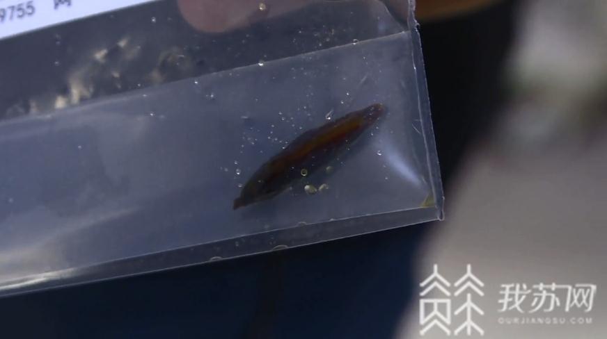 男婴■枣核成“暗器”十月大男婴肠壁被刺穿