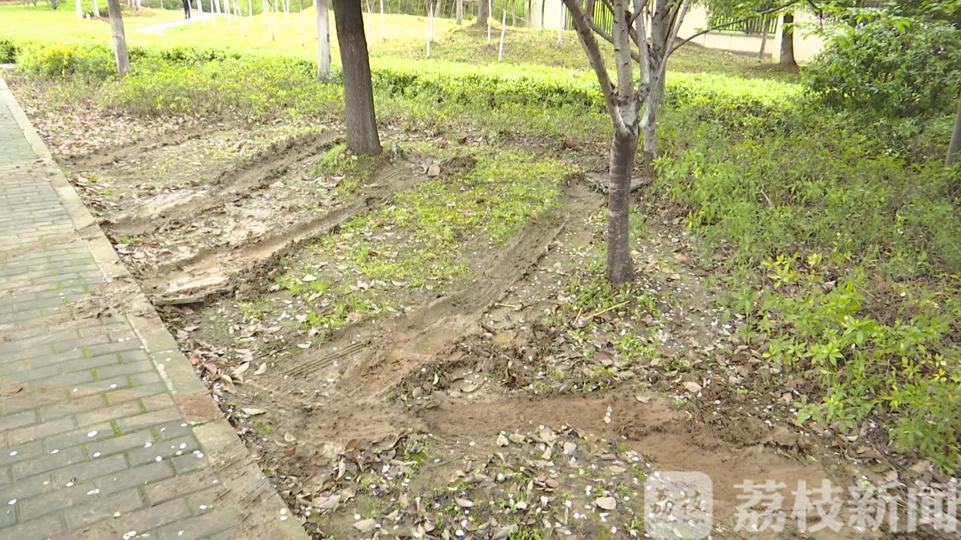 #绿化带#绿化带遭了殃 为图方便私家车随意停路边