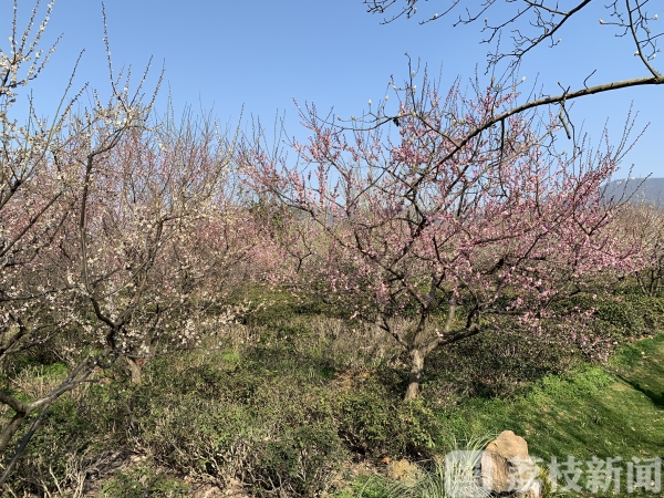 钟山风景区实行有序有限开放 科技手段辅助监测