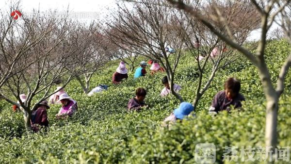 金年会“一年只采一季一季只采10天！”白