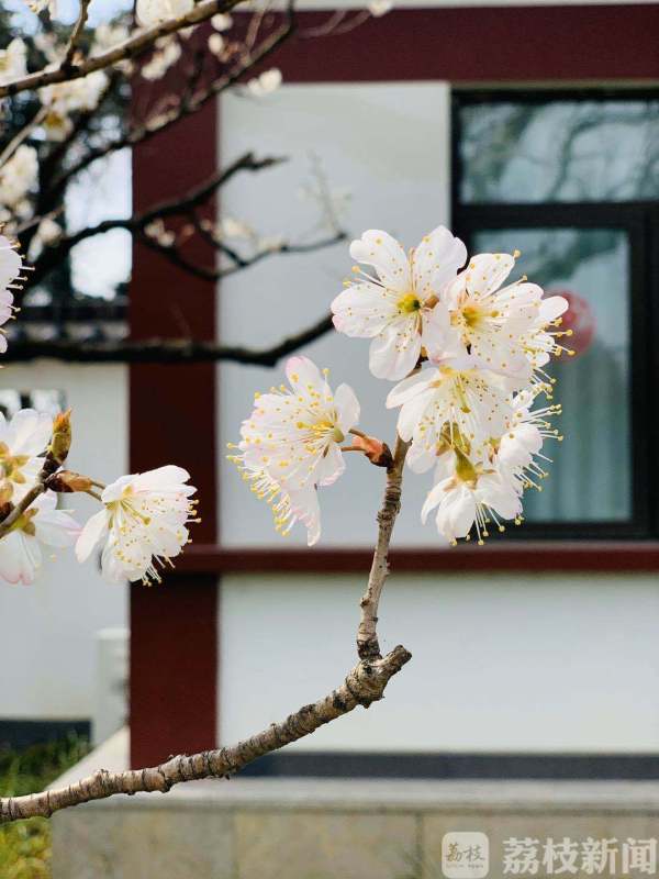 鸡鸣寺、玄武湖花都开了，战“疫”胜利后共赏绚烂春色吧！