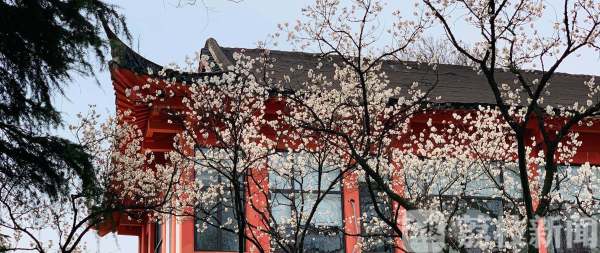 鸡鸣寺、玄武湖花都开了，战“疫”胜利后共赏绚烂春色吧！