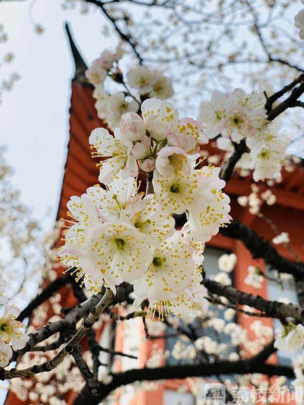 鸡鸣寺、玄武湖花都开了，战“疫”胜利后共赏绚烂春色吧！