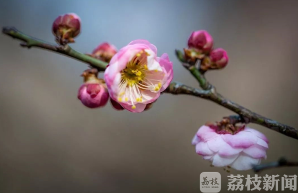 足不出户，今年梅花节“云”上见！