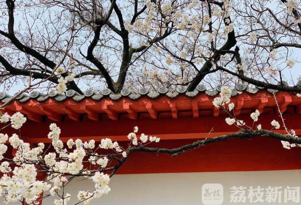 鸡鸣寺、玄武湖花都开了，战“疫”胜利后共赏绚烂春色吧！