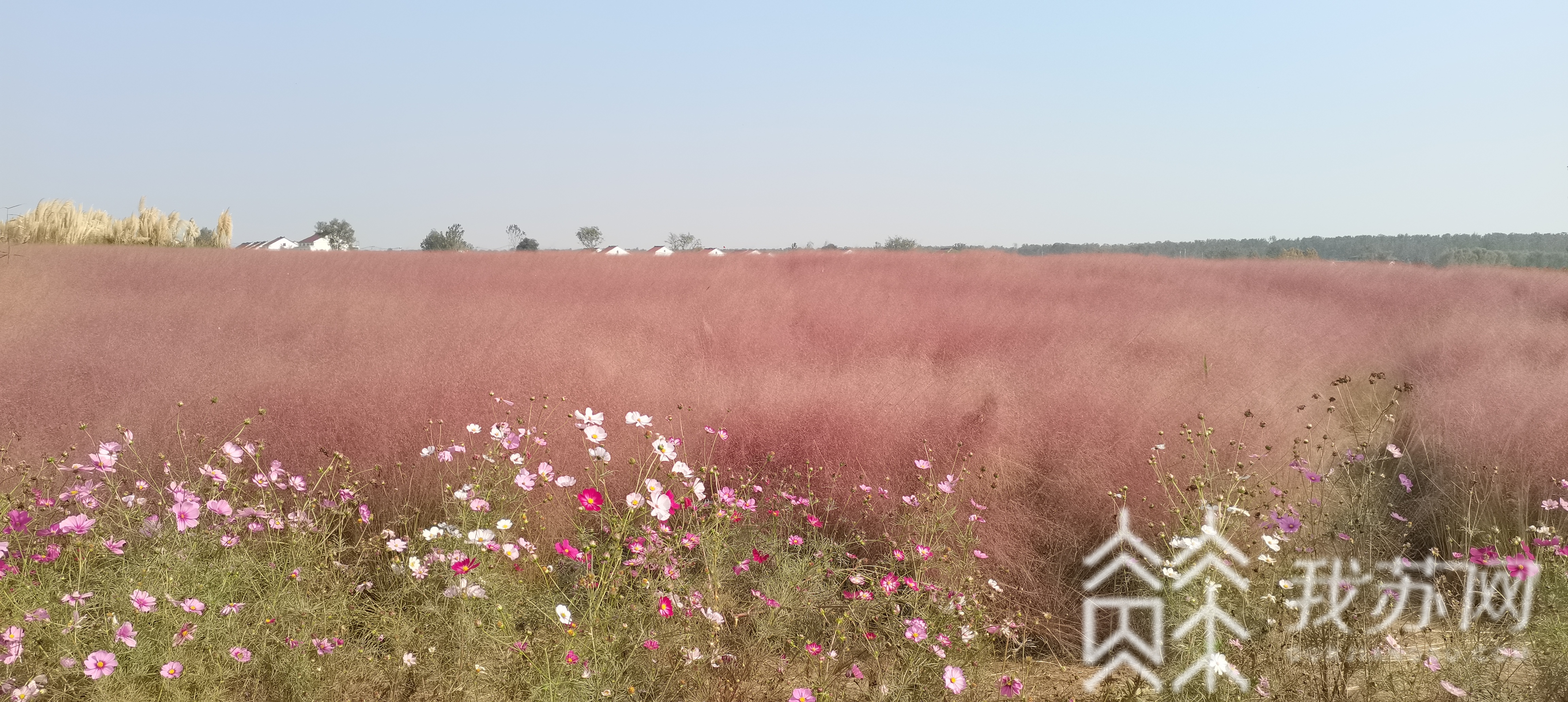 『潮河』潮河湾变身新晋网红|秋到农家 “三朵花”扮美乡村大地