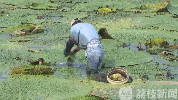 中秋临近 “水八仙”大批量上市啦