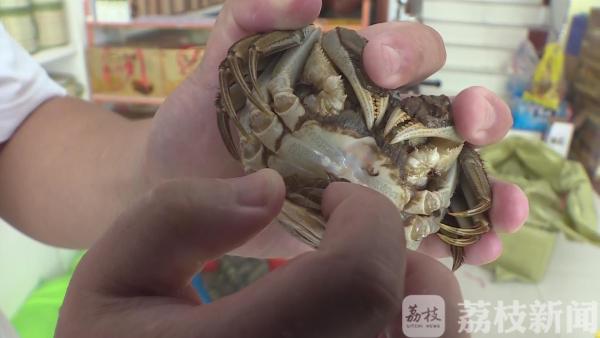 这个中秋你吃螃蟹了吗？“膏满黄肥”还需等一等
