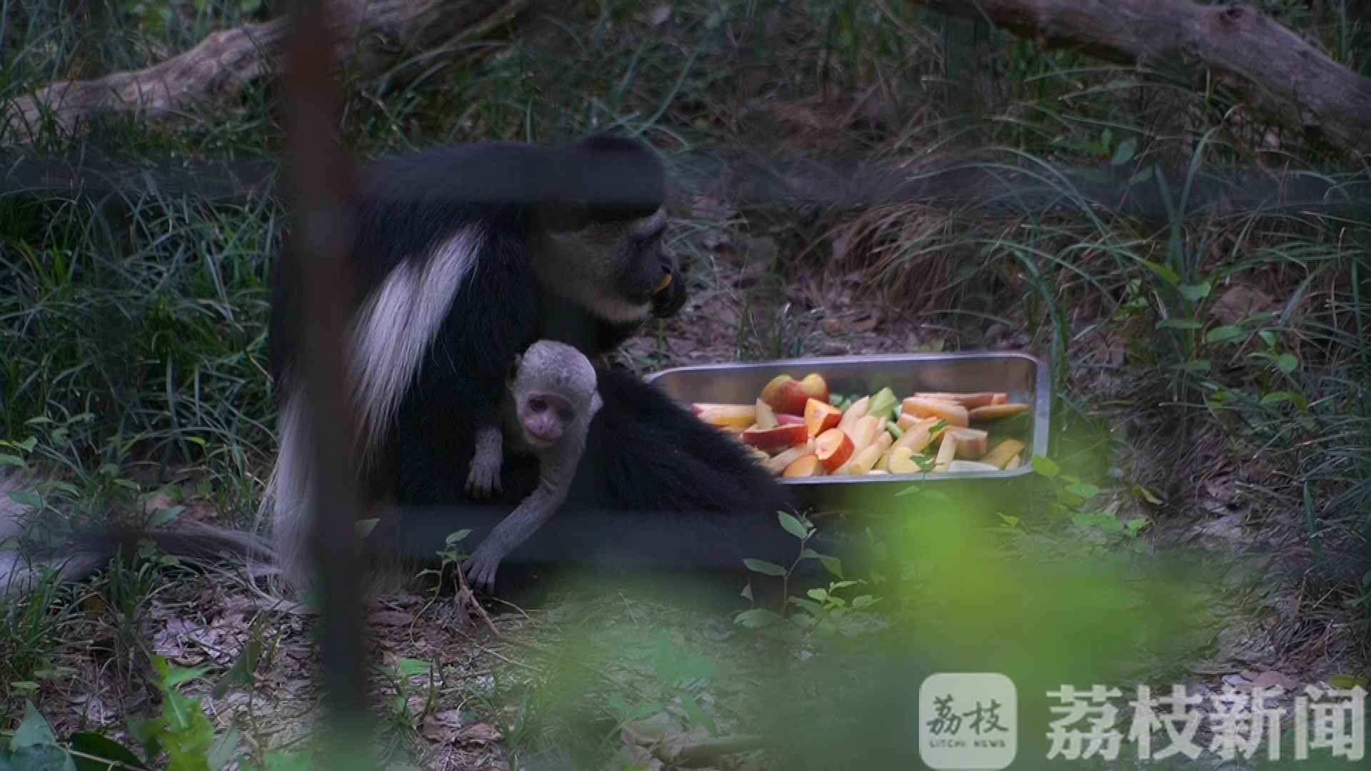 猴王■喜事！扬州市茱萸湾景区猿猴王国添丁进口