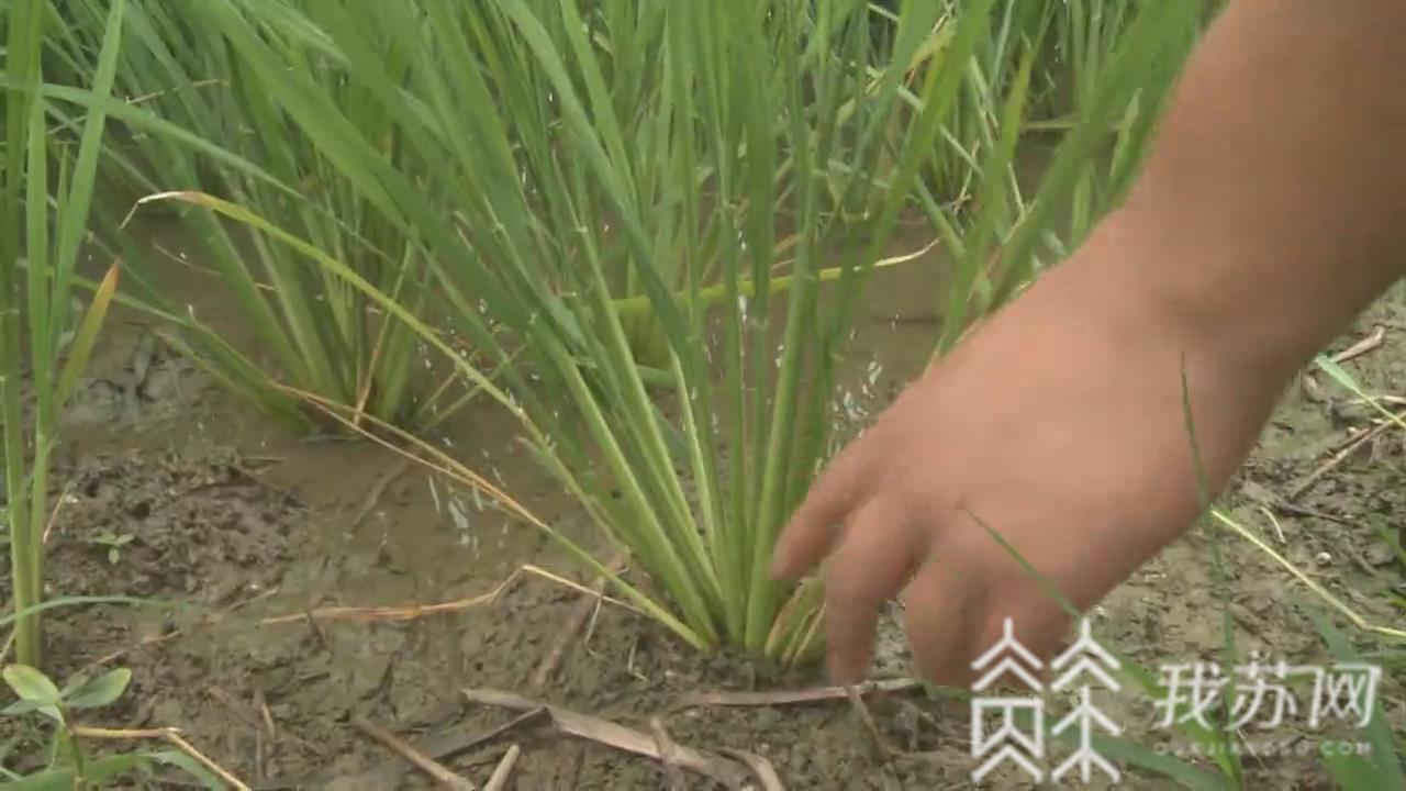 水稻@宿迁科学防治保秋粮丰产 高温持续水稻病虫害多发